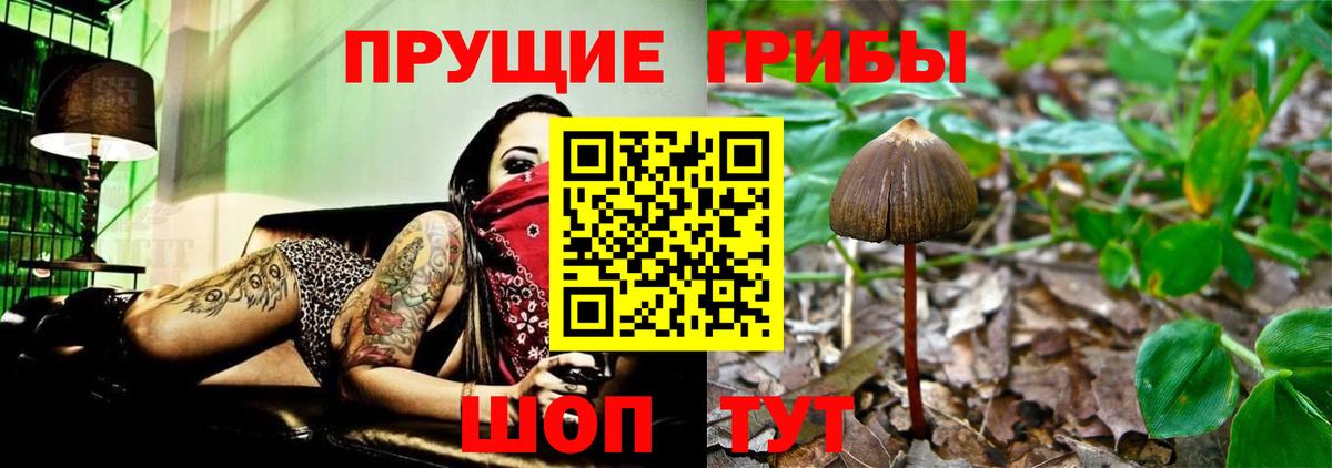 Чайковский  Псилоцибиновые грибы Psilocybe  Вход с VPN  Галлюциногенные грибы Magic Shrooms 